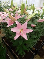 [4287 Catone VWS No01.JPG]